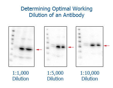 Comparison of different antibody dilutions